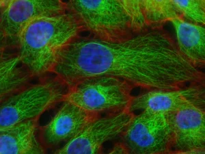 Cells depicted in green and blue colors