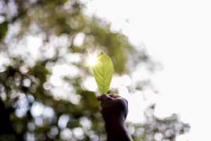 A closeup shot of a male's hand holding a green leaf with a blurred background
