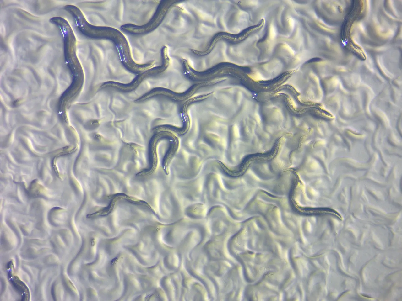 C. elegans worms, imaged with ZEISS Stemi 508 & Axiocam. Reflected light, double arm gooseneck, brightfield.