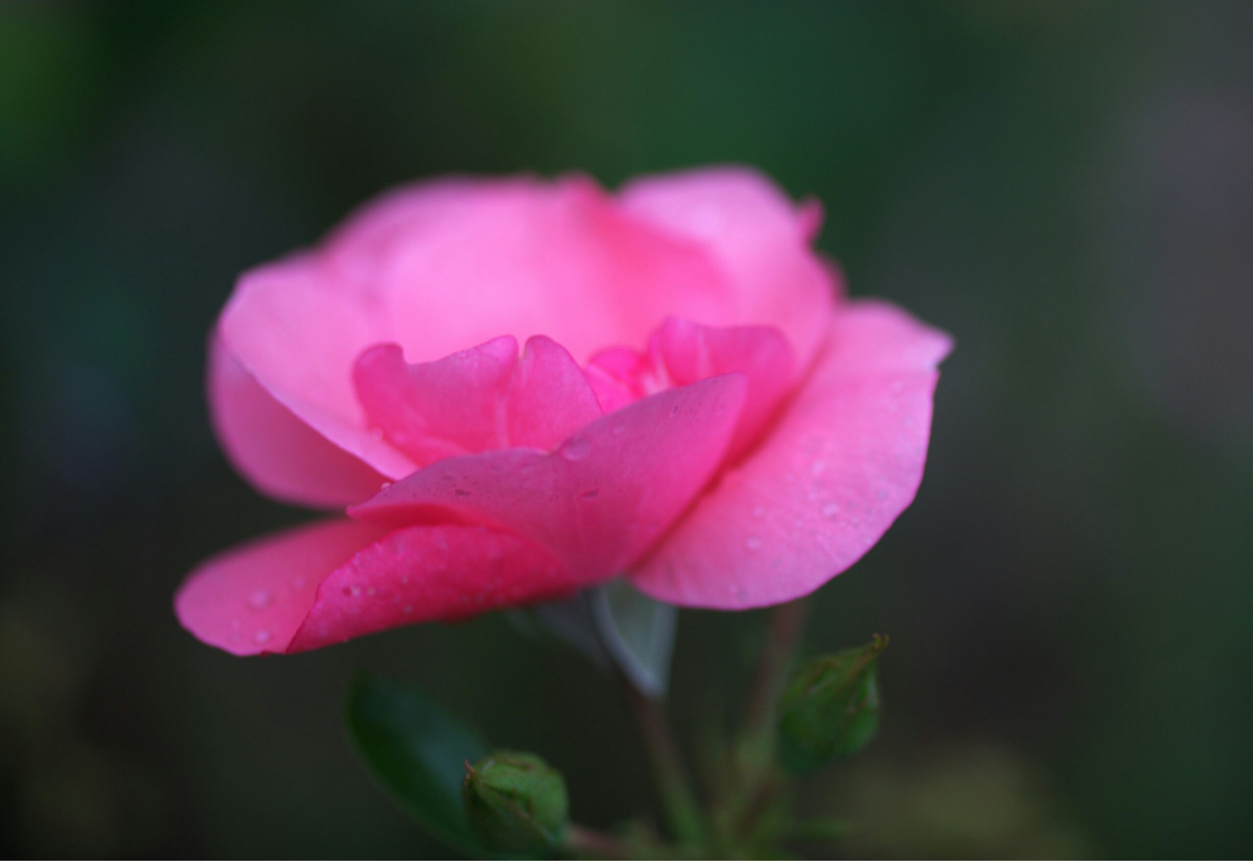 A pink rose in a dark backround
